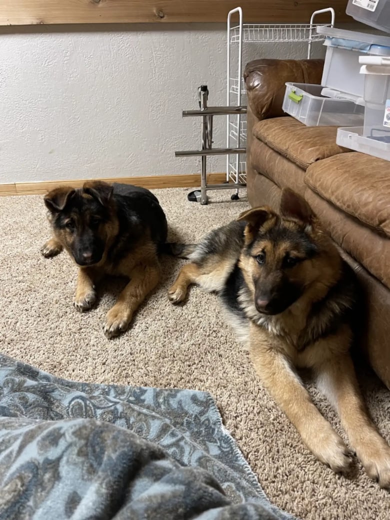 Illustration de l'article : Transis de froid, 2 chiots affamés trouvent refuge sous un porche, jusqu’à ce que des bénévoles leur viennent en aide