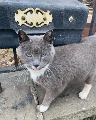 Illustration de l'article : Ce chat vivant à côté d’une église et n’appartenant à personne a le bonheur de goûter enfin au bonheur d’une vie en intérieur