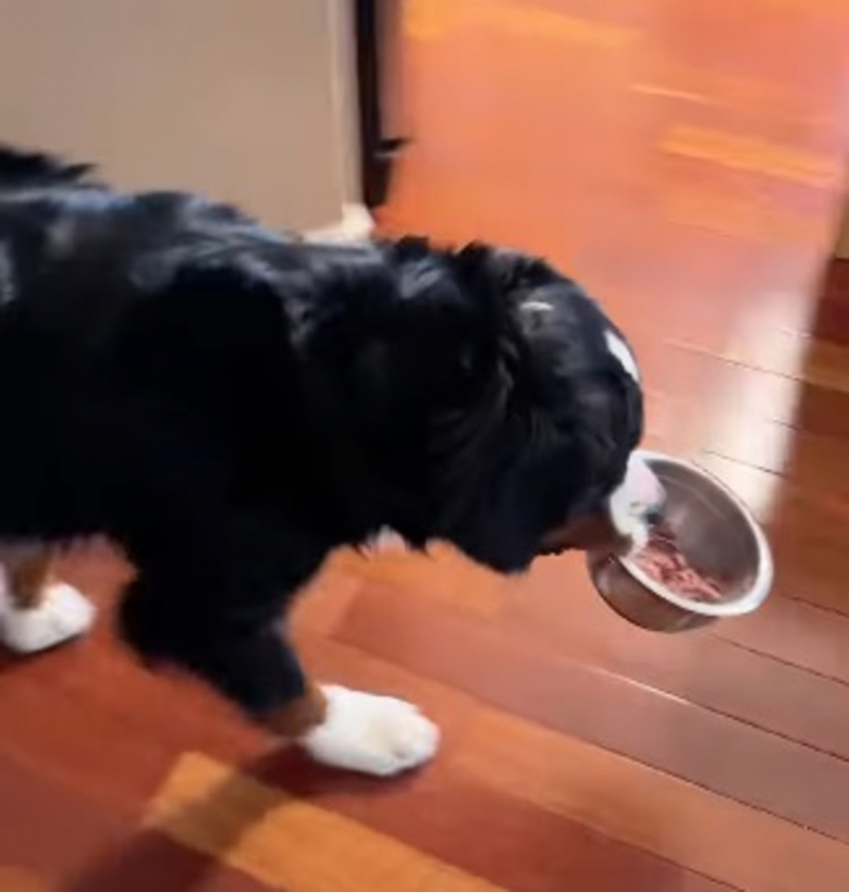 Illustration de l'article : Ce Bouvier Bernois adore prendre son petit déjeuner au lit comme un humain 