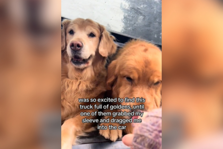 Illustration de l'article : Une bande de Golden Retrievers déborde d’enthousiasme en rencontrant cette jeune femme émerveillée de les voir (vidéo)