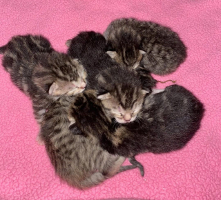 Illustration de l'article : Sauvée de la rue, cette chatte donne naissance à 5 adorables chatons en pleine forme !
