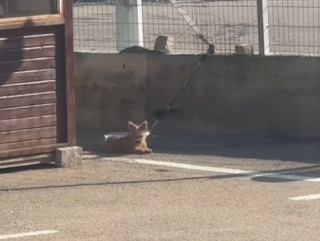 Illustration de l'article : Un chien abandonné dans une station-service a une réaction émouvante lorsqu’il comprend qu’un couple vient le sauver (vidéo)