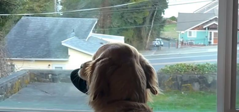 Illustration de l'article : Ce Golden Retriever aime se faire des amis en leur offrant son jouet favori, et apporte la joie partout où il va (vidéo)