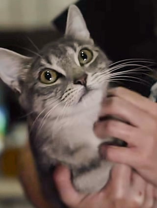 Illustration de l'article : En quête d’une vie meilleure, une chatte errante suit un groupe de marcheurs dans l’espoir de voir son rêve se réaliser