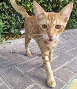 Illustration de l'article : Une chatte abandonnée attend chaque jour sur le trottoir le passage d’une jeune femme et devient progressivement pour elle une source de réconfort (vidéo)