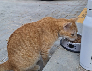 Illustration de l'article : Une chatte abandonnée attend chaque jour sur le trottoir le passage d’une jeune femme et devient progressivement pour elle une source de réconfort (vidéo)