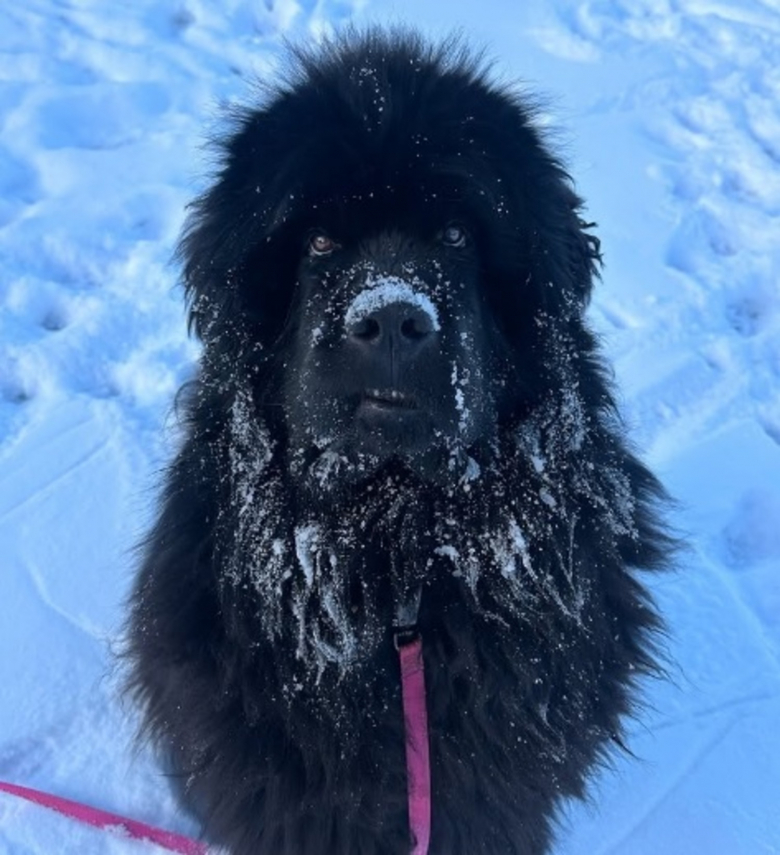 Illustration de l'article : Ce Terre-Neuve est prêt à tout pour sauver son maître qu’il pense en danger, même à affronter sa peur de glisser (vidéo)