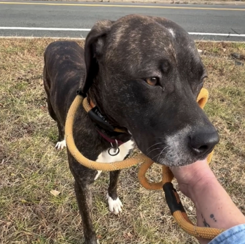 Illustration de l'article : À force de patience et d’amour, une bénévole de refuge aide une chienne terrifiée à reprendre confiance envers les humains (vidéo)