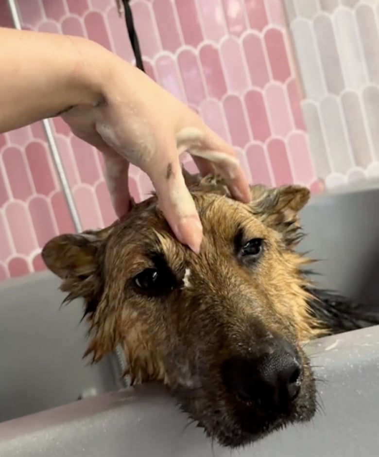 Illustration de l'article : Négligé, puis abandonné par son ancien maître, ce Berger Allemand profite des soins d’une toiletteuse et d’un nouveau départ