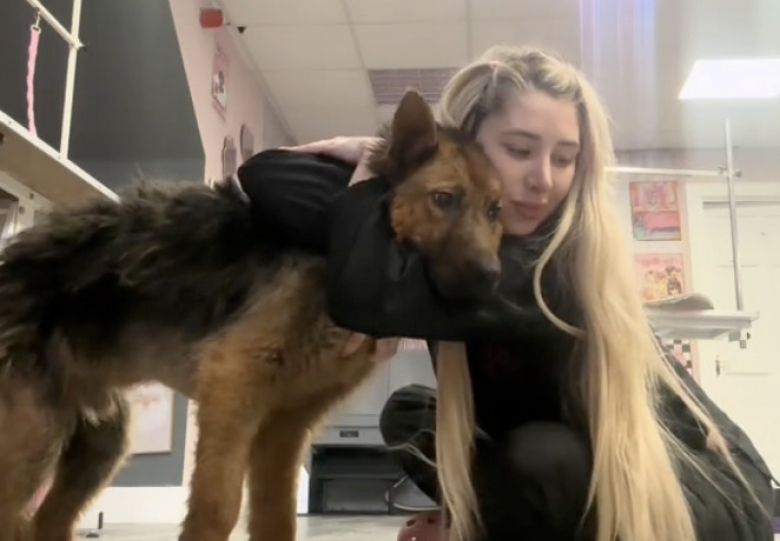 Illustration de l'article : Négligé, puis abandonné par son ancien maître, ce Berger Allemand profite des soins d’une toiletteuse et d’un nouveau départ