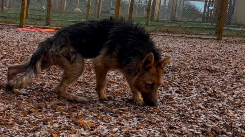 Illustration de l'article : Négligé, puis abandonné par son ancien maître, ce Berger Allemand profite des soins d’une toiletteuse et d’un nouveau départ