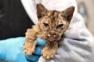 Illustration de l'article : Victime des incendies, un chaton de 4 mois sauvé des cendres entame un lent rétablissement