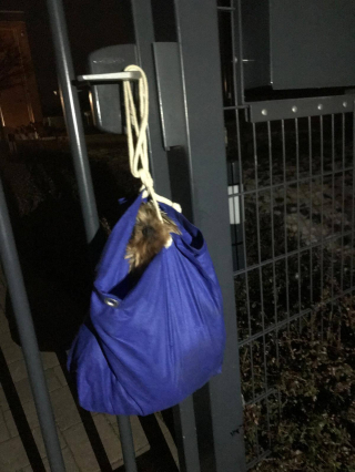 Illustration de l'article : Accroché dans un sac à la porte d’un refuge en plein hiver, un Yorkshire âgé et malade veut croire en une vie meilleure après son terrible abandon