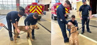 Illustration de l'article : Un chien fait une surprise aux pompiers qui l'ont sauvé d'un lac gelé en leur rendant visite à la caserne