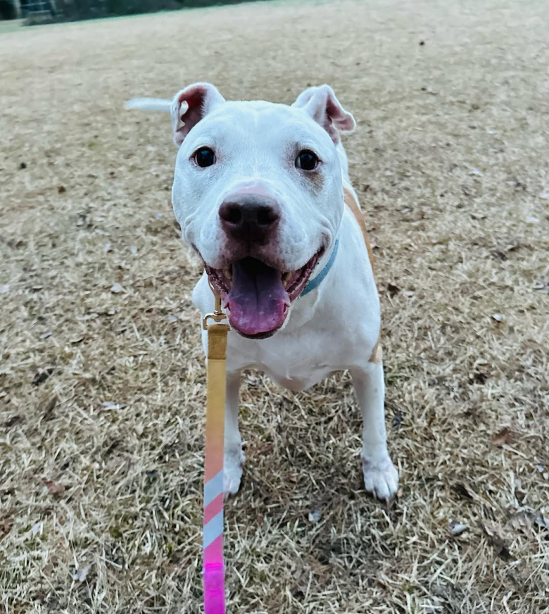 Illustration de l'article : Les membres de ce refuge ne s’attendaient pas à la découverte qu'ils ont faite lorsqu’ils ont accueilli ce chien de 9 ans