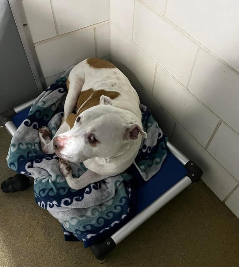 Illustration de l'article : Les membres de ce refuge ne s’attendaient pas à la découverte qu'ils ont faite lorsqu’ils ont accueilli ce chien de 9 ans