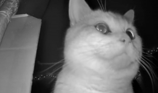 Illustration de l'article : Bouleversée par l'attitude de son chat qu'elle observe via la vidéosurveillance, elle décide d'interrompre sa soirée entre amis pour le rejoindre (vidéo) 