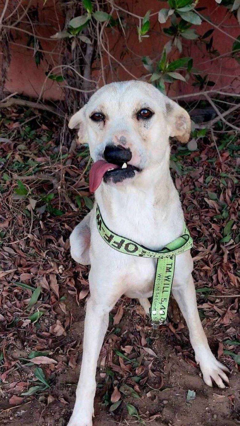 Illustration de l'article : Victime d’un accident quand elle était un chiot, cette chienne défigurée attend que quelqu’un la regarde au-delà de son apparence