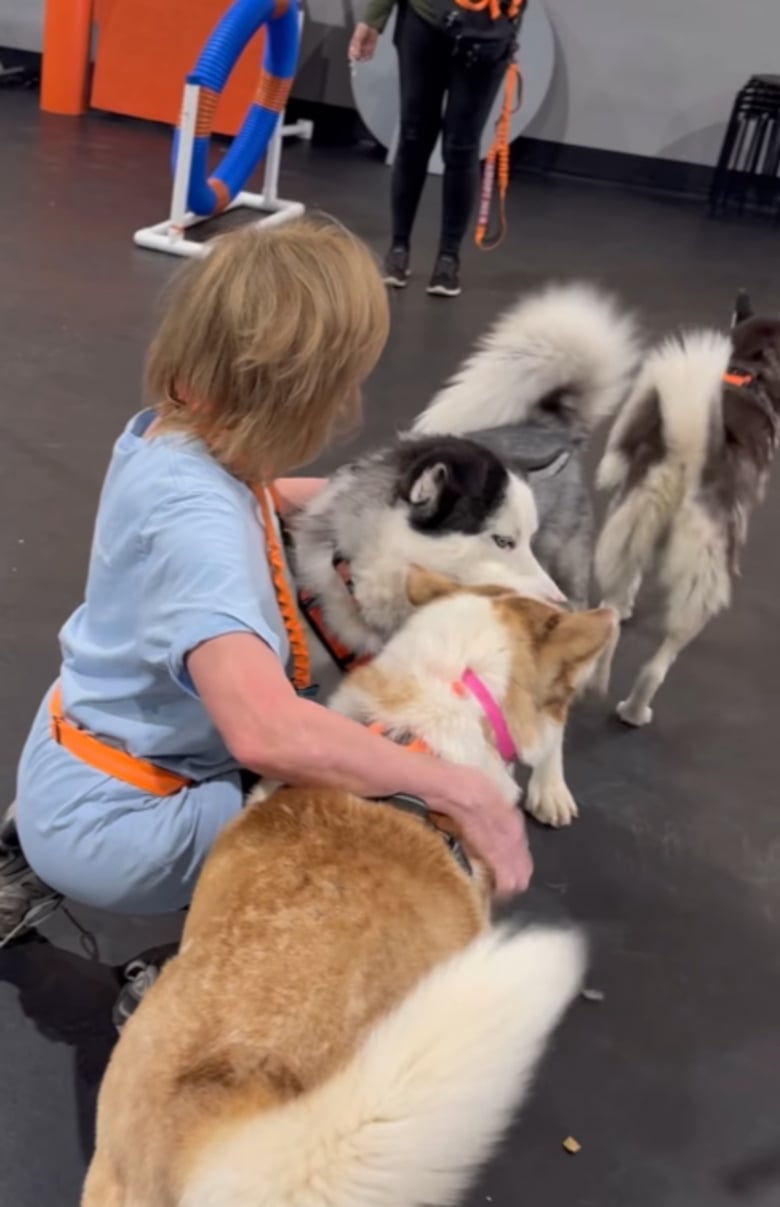 Illustration de l'article : Ces 5 Huskies Sibériens débordant d’enthousiasme profitent d’une séance d’agility pour leur plus grand plaisir (vidéo)