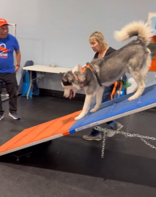 Illustration de l'article : Les chiens de ce refuge ont droit à des séances d'agility qui leur permettent de s'amuser et de se dépenser en attendant l'adoption (vidéo)