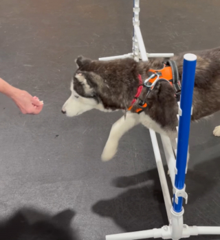 Illustration de l'article : Les chiens de ce refuge ont droit à des séances d'agility qui leur permettent de s'amuser et de se dépenser en attendant l'adoption (vidéo)