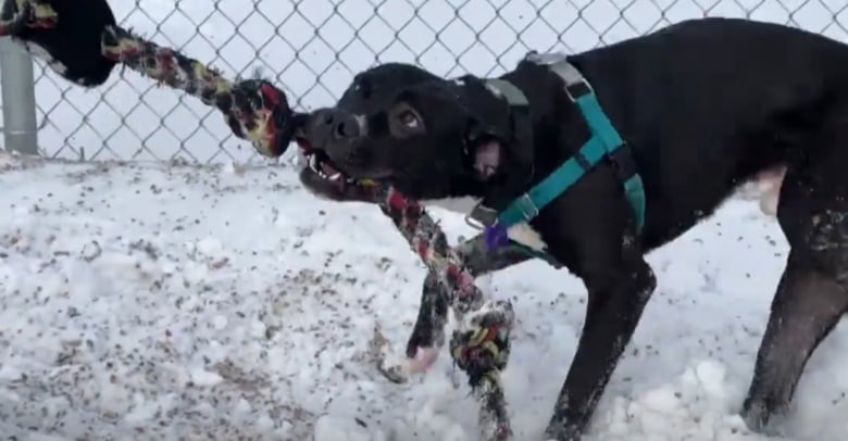 Illustration de l'article : Quand elles n&rsquo;ont pas de match, les joueuses de cette &eacute;quipe de volley-ball offrent leur temps libre aux chiens d&rsquo;un refuge