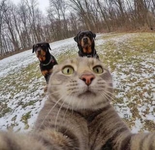 Illustration de l'article : 12 photos d’animaux à la fois adorables et dérangeantes