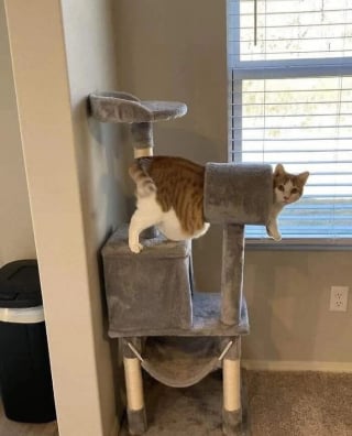 Illustration de l'article : 12 photos d’animaux à la fois adorables et dérangeantes