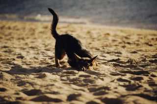Illustration de l'article : 15 dangers à connaître avant d’emmener son chien à la plage