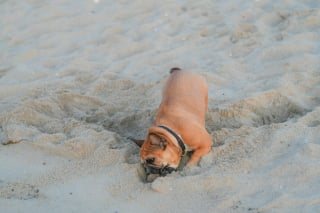 Illustration de l'article : 15 dangers à connaître avant d’emmener son chien à la plage