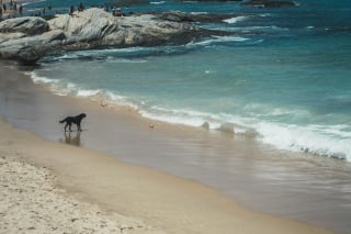Illustration de l'article : 15 dangers à connaître avant d’emmener son chien à la plage