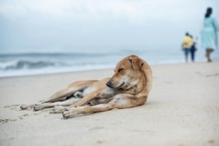 Illustration de l'article : 15 dangers à connaître avant d’emmener son chien à la plage