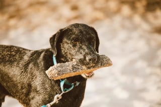 Illustration de l'article : 15 dangers à connaître avant d’emmener son chien à la plage