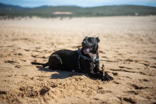 Illustration de l'article : 15 dangers à connaître avant d’emmener son chien à la plage