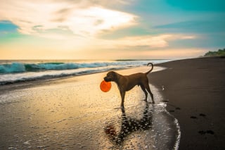 Illustration de l'article : 15 dangers à connaître avant d’emmener son chien à la plage