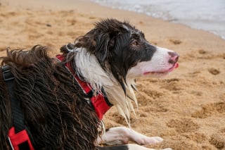 Illustration de l'article : 15 dangers à connaître avant d’emmener son chien à la plage