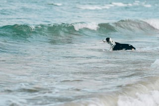 Illustration de l'article : 15 dangers à connaître avant d’emmener son chien à la plage