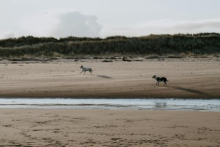 Illustration de l'article : 15 dangers à connaître avant d’emmener son chien à la plage