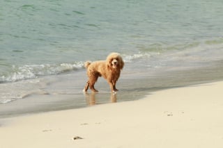 Illustration de l'article : 15 dangers à connaître avant d’emmener son chien à la plage