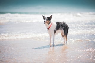 Illustration de l'article : 15 dangers à connaître avant d’emmener son chien à la plage