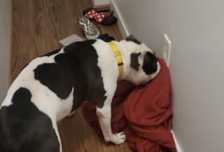 Illustration de l'article : L’étrange obsession de ce chien pour une prise électrique permet à ses maîtres d’éviter un tragique accident domestique (vidéo)