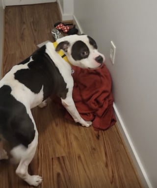 Illustration de l'article : L’étrange obsession de ce chien pour une prise électrique permet à ses maîtres d’éviter un tragique accident domestique (vidéo)