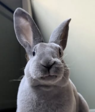 Illustration de l'article : Élevé par des chats, cet adorable lapin adopte tous leurs comportements (vidéo)