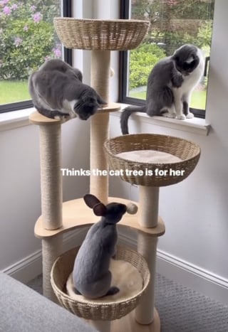 Illustration de l'article : Élevé par des chats, cet adorable lapin adopte tous leurs comportements (vidéo)