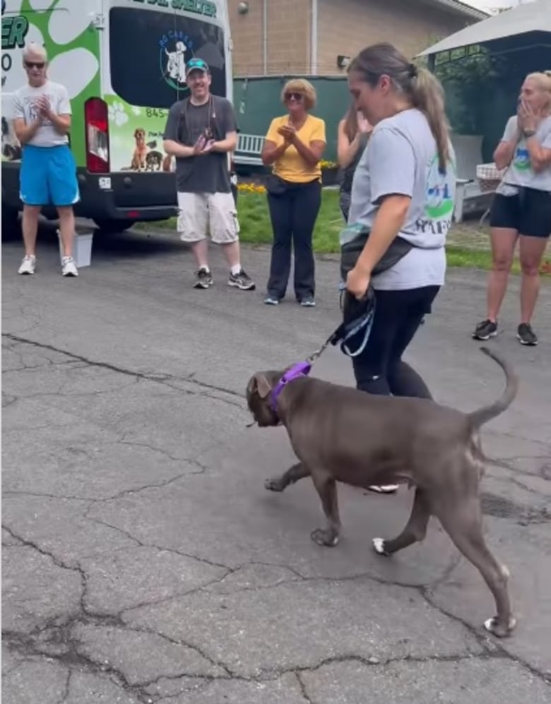 Illustration de l'article : Cette chienne trouve enfin son foyer pour toujours après avoir passé plus de 640 jours à l’attendre au refuge