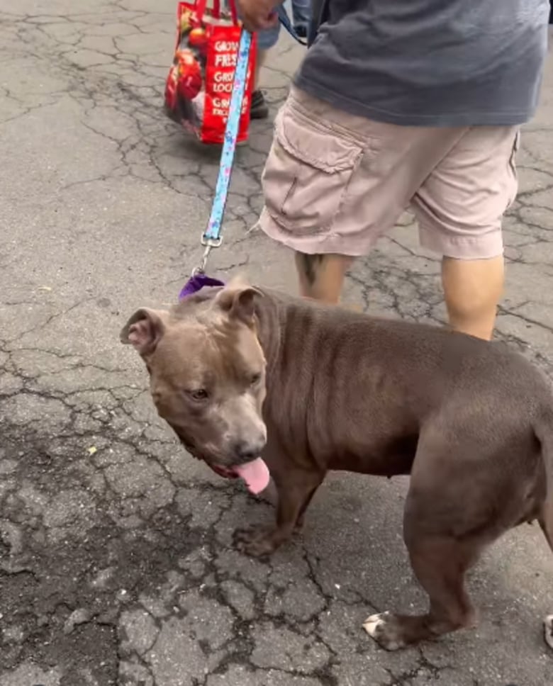 Illustration de l'article : Cette chienne trouve enfin son foyer pour toujours après avoir passé plus de 640 jours à l’attendre au refuge