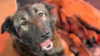 Illustration de l'article : Abandonnée en pleine forêt, une chienne gestante est secourue juste à temps pour mettre bas et élever ses petits en toute sécurité