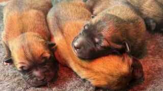 Illustration de l'article : Abandonnée en pleine forêt, une chienne gestante est secourue juste à temps pour mettre bas et élever ses petits en toute sécurité