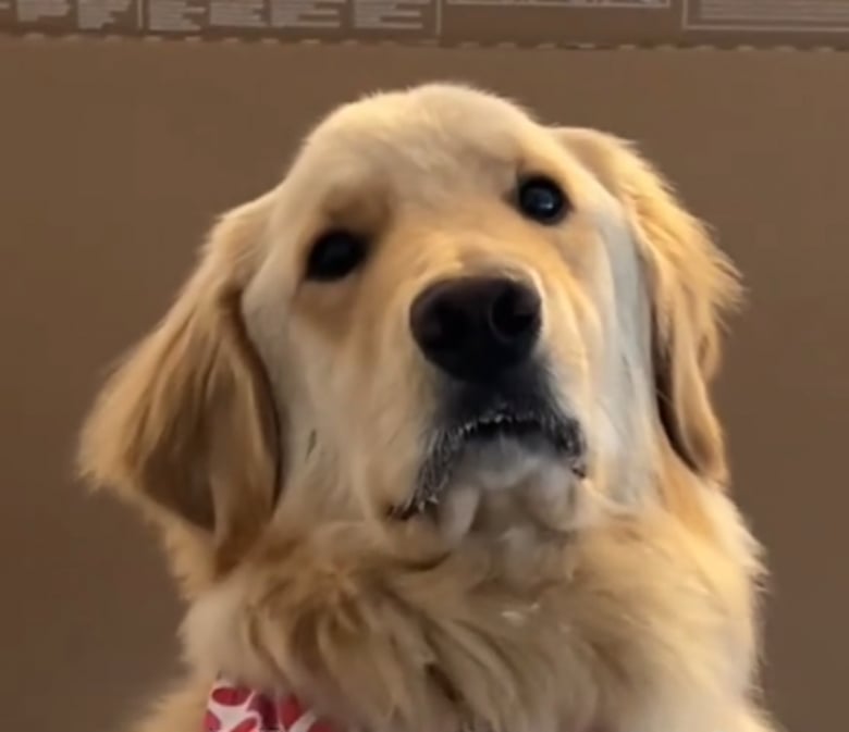 Illustration de l'article : Ce chien de thérapie prend sa retraite à cause d’une maladie, mais continue de veiller sur sa maîtresse comme il l’a toujours fait (vidéo)