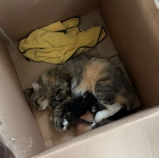 Illustration de l'article : Une chatte errante en fugue réapparaît là où tout a commencé pour retrouver ses chatons
